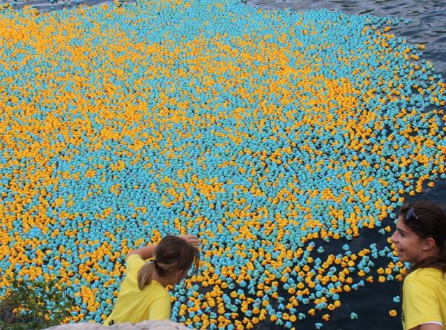 Rotary club duck race